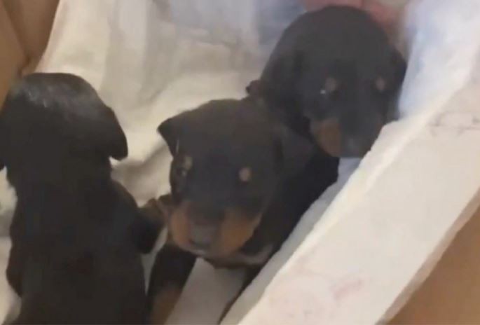 Turquía: rescatan de los escombros a una perra y tres cachorros recién nacidos a un mes de sismo | Internacionales