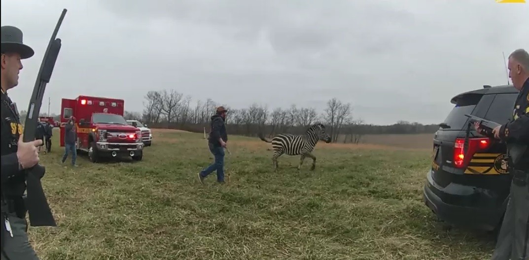 Policías mataron a tiros a una cebra que atacó y mordió a su dueño | Internacionales