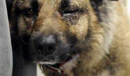 Le quitan su perro a una mujer por maltratarlo y deberá pagar su recuperación | Actualidad