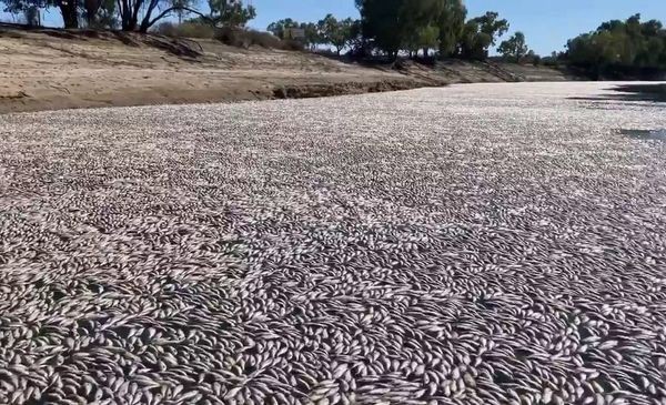 Millones de peces muertos bloquean un río australiano | Internacionales