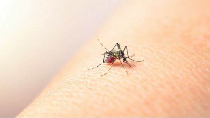 Alerta Dengue: Confirmaron una muerte y 5.000 casos | Salud