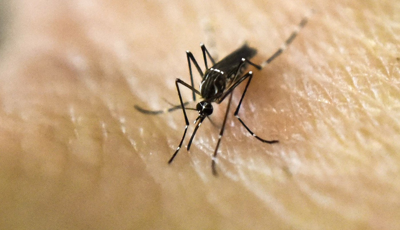 Se confirmó que hay dengue en 13 jurisdicciones del país y hay 2 mil casos por semana | Actualidad