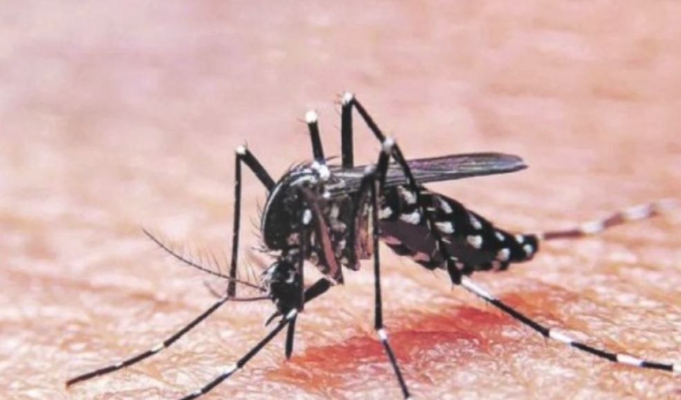 Kreplak: "Estamos en el momento máximo de pico de una epidemia de dengue" | Actualidad