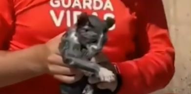 Santa Fe: Guardavidas rescataron un gatito que una mujer tiró a la laguna | Actualidad