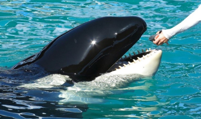 Liberarán a una orca mantenida durante más de 50 años en cautiverio | Internacionales