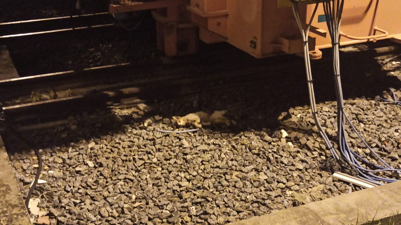 Un gato provocó un corte de luz anoche en el centro de la ciudad de Santa Fe | Actualidad