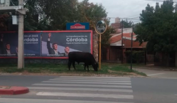 Insólito: Un toro suelto en las calles de Córdoba | Córdoba