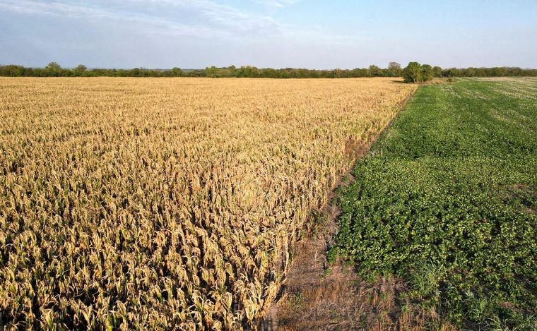 Los efectos de la sequía: Córdoba perderá cerca de 8.250 millones de dólares | Córdoba
