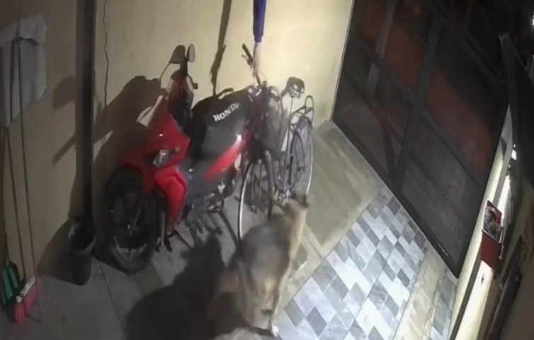 El mejor amigo del hombre: un perro frustró un robo en la casa de sus dueños | Actualidad