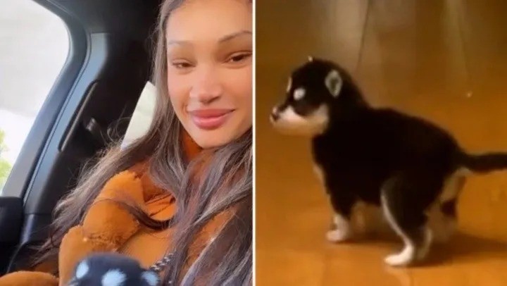 Video: compró un perrito de raza y cuando creció, su dueña descubrió que había sido engañada | Internacionales