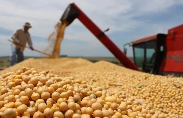 Por qué la Argentina está quedando relegada en el mercado mundial de la soja | Política y economía