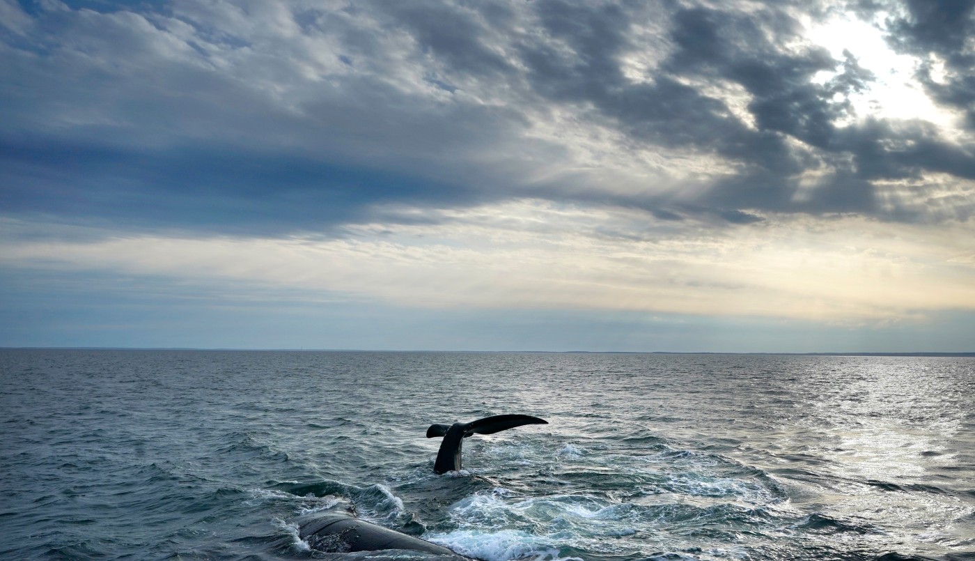 La ONU adopta un "histórico" tratado para proteger la altamar | Internacionales