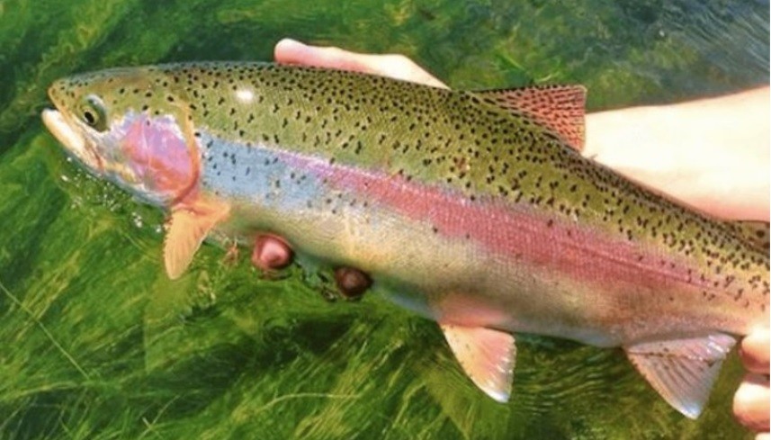 Exportan por primera vez trucha arcoíris desde Neuquén a Estados Unidos | Economía