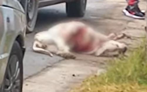 El dueño de los perros Dogo: “Le pido mil perdones a la familia” | Córdoba