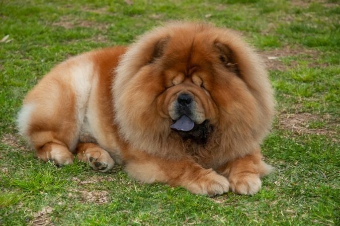 Una mujer fue atacada por un Chow Chow y recibió 40 puntos de sutura | Córdoba