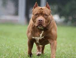 Un Pitbull atacó a un niño de 13 años y un hombre en Villa Carlos Paz | Córdoba