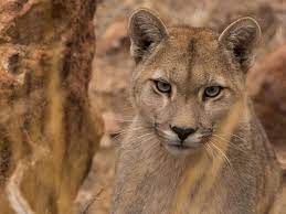 Video: un cuidador de pumas de Río Cuarto los grabó a escondidas y se llevó una sorpresa | Córdoba