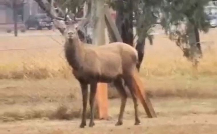 Continúa el operativo para capturar al ciervo en el predio del aeropuerto | Córdoba