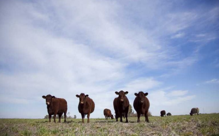 Según especialistas del sector ganadero, incluir el maíz en el dólar agro no afecta al precio de la carne | Política y economía