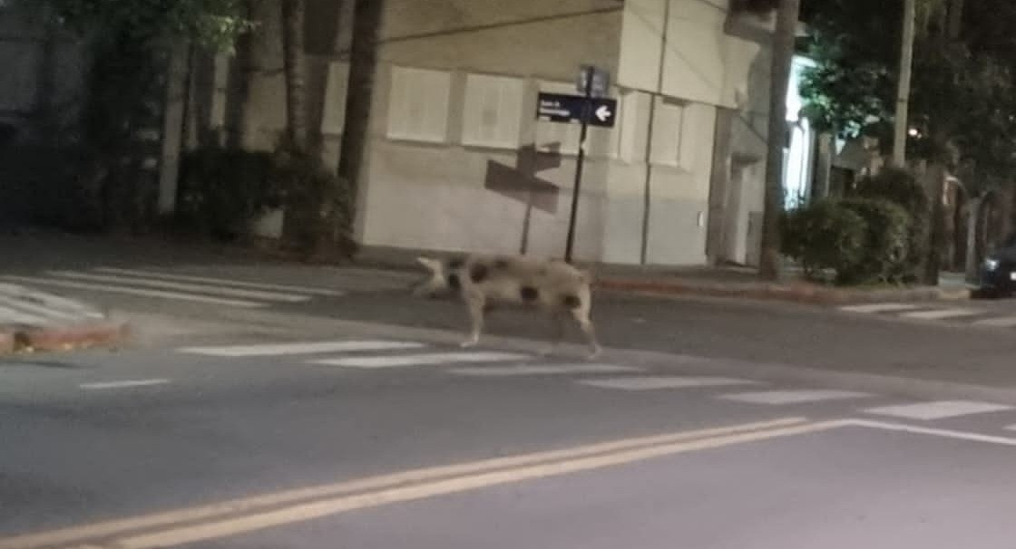 Video: una chancha embarazada estuvo suelta en barrio Alta Córdoba | Córdoba