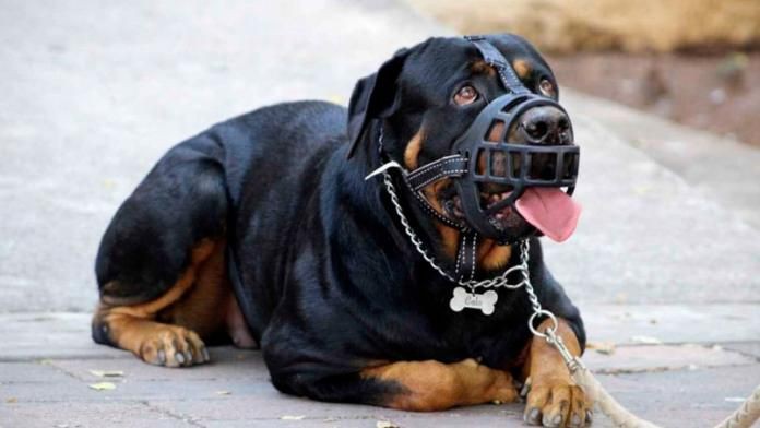 Córdoba: hay 555 perros “potencialmente peligrosos” registrados | Córdoba