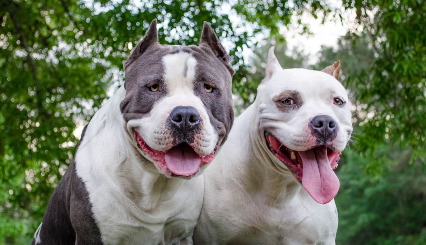 Dos pitbulls sueltos entraron a una casa y mataron a un perro pequeño | Córdoba