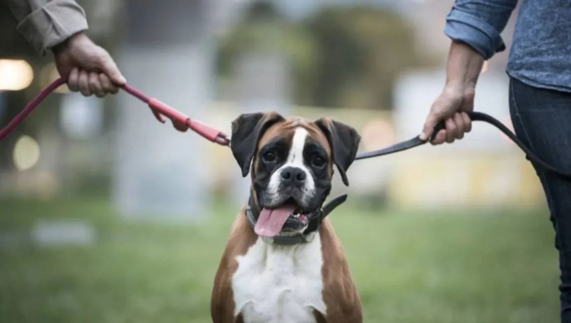 Divorcio: acordaron un régimen de cuidado compartido de sus tres perros y el pago de cuota alimentaria | Actualidad