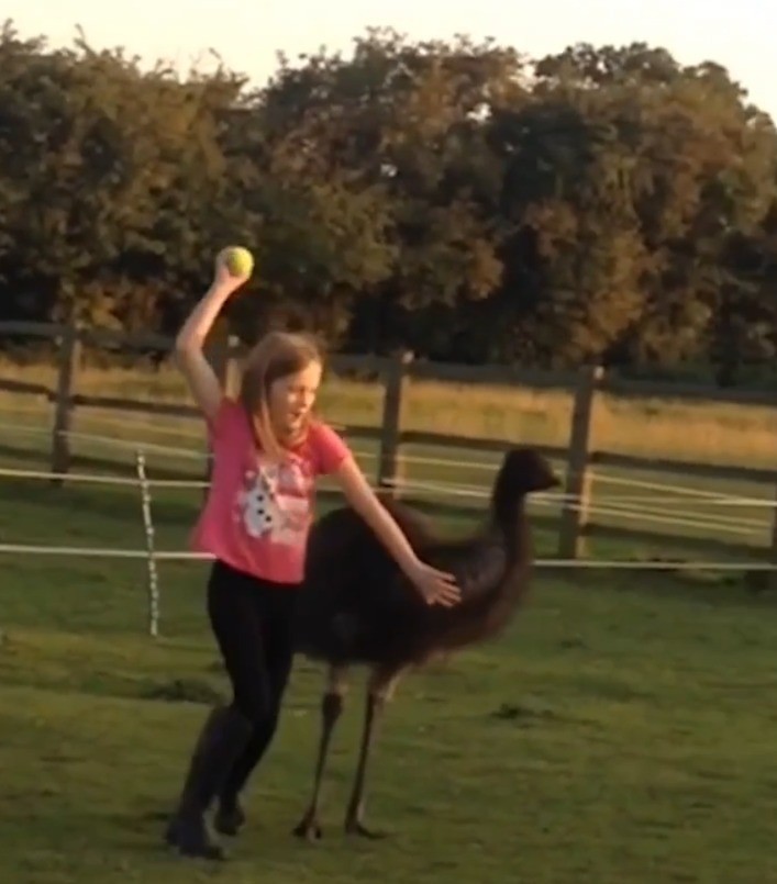"¡Aventura Insólita en el Patio! Niña y Avestruz Comparten Risas y Juegos con una Pelota" | Actualidad