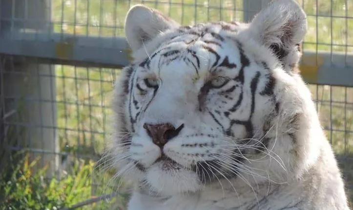 Río Negro: ingresaron a una jaula de tigres en un zoológico para robar una caja fuerte | Actualidad