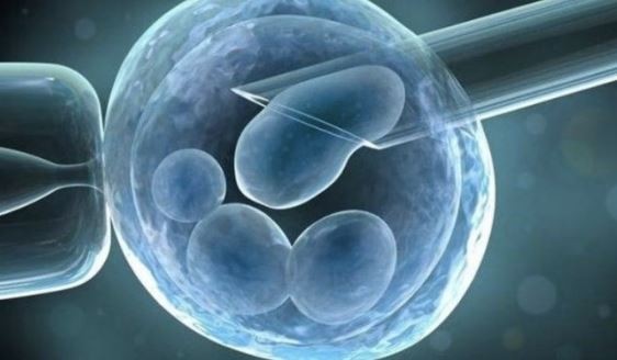 Científicos cultivan un embrión humano sin usar esperma ni óvulo | Internacionales