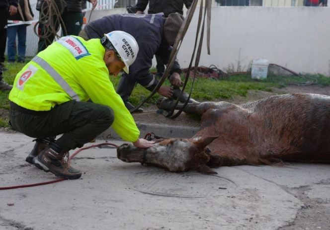 Mar del Plata: Rescatan un caballo que estaba atrapado en una cámara subterránea | Actualidad