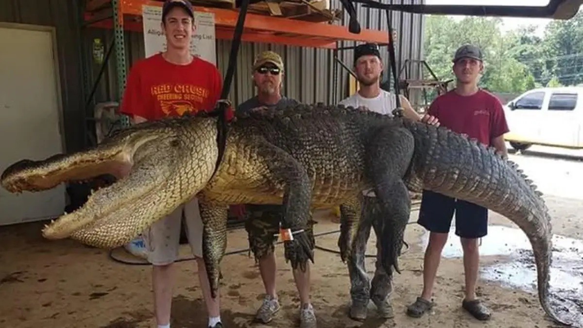 Descubren un tesoro invaluable cuando le abrieron la panza a un cocodrilo | Internacionales