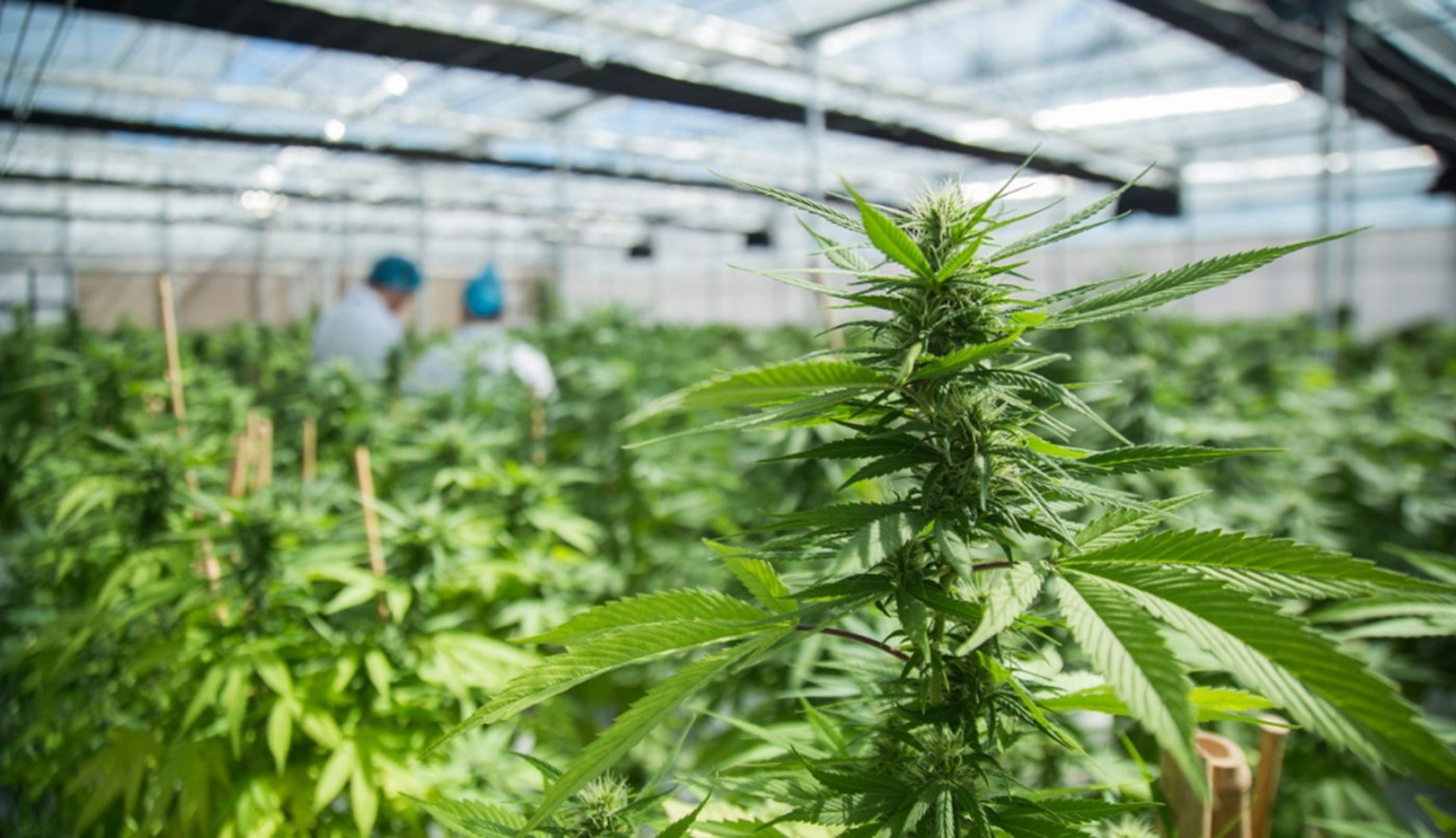 Secuestran más de 40 plantas de marihuana en un invernadero de una casa en barrio Pueyrredón | Córdoba