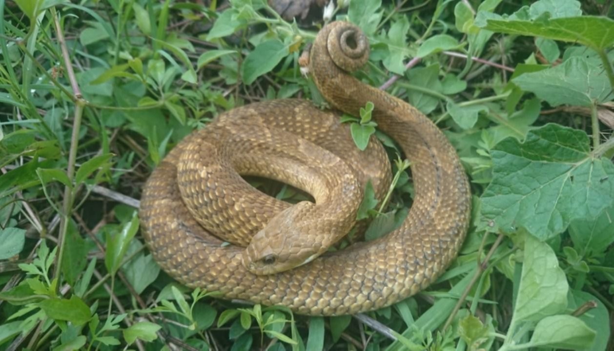Una familia asustada por un animal inesperado en el patio de su casa en Villa Allende | Córdoba