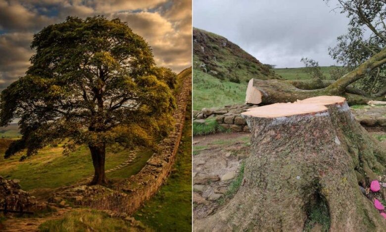 Talan el icónico árbol de Robin Hood en Inglaterra: "Fue un acto de vandalismo", afirman | Internacionales