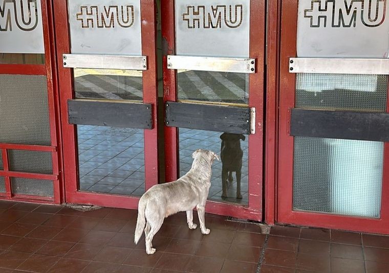 Su dueño fue asesinado pero él lo sigue esperando en la puerta del hospital | Córdoba