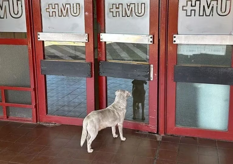 Fue detenido el presunto autor de matar al dueño de “Croto”, el perro de Urgencias | Córdoba