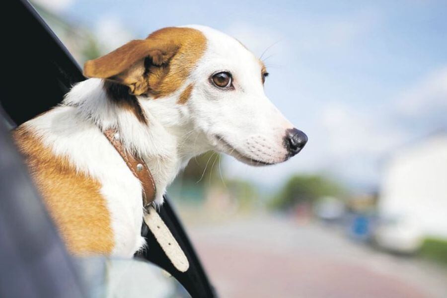 Mascotas: cómo es el nuevo sistema digital para viajar al exterior | Actualidad