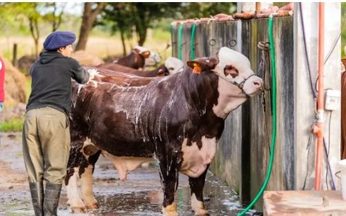 Horror en Corrientes: un toro mató a su dueño de una cornada cuando intentaba escapar | Actualidad