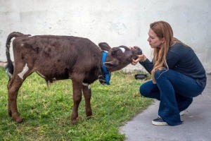 Una proteccionista pagó 80 mil pesos para rescatar a un ternero que se vendía para comer en Navidad | Actualidad