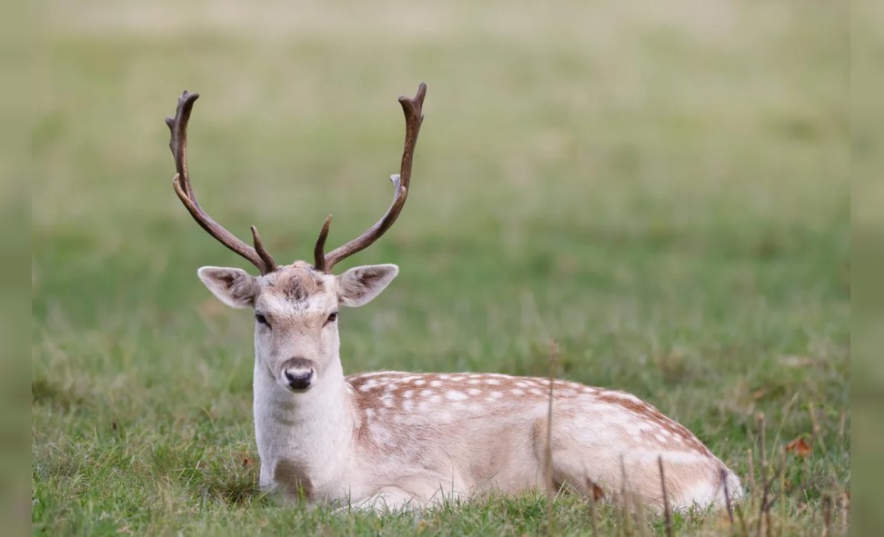 La enfermedad del ciervo zombie: ¿qué es? | Actualidad
