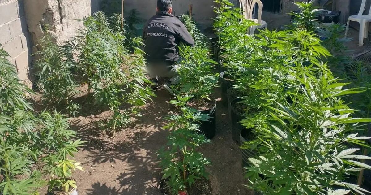 Tenían un “vivero” de marihuana en la casa y fueron descubiertos por casualidad | Córdoba