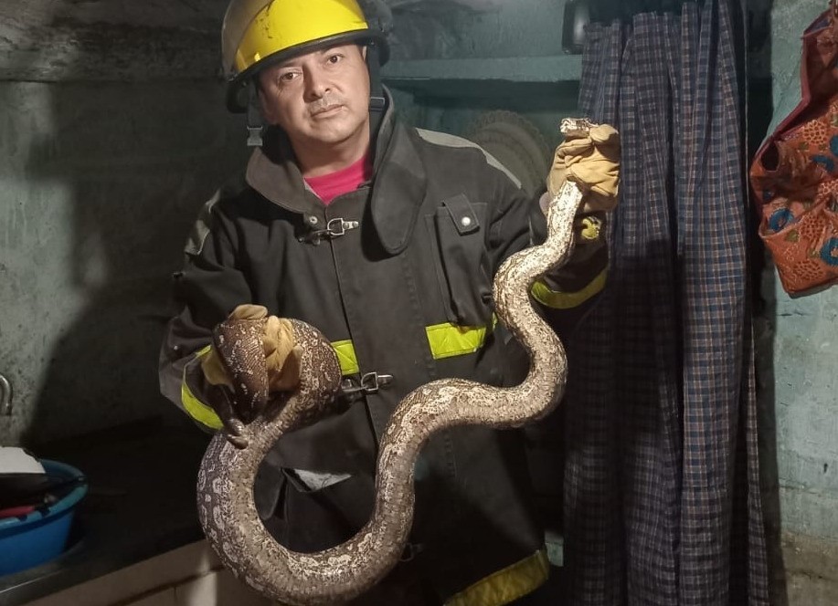 Córdoba: encontraron una serpiente de dos metros en una vivienda | Córdoba