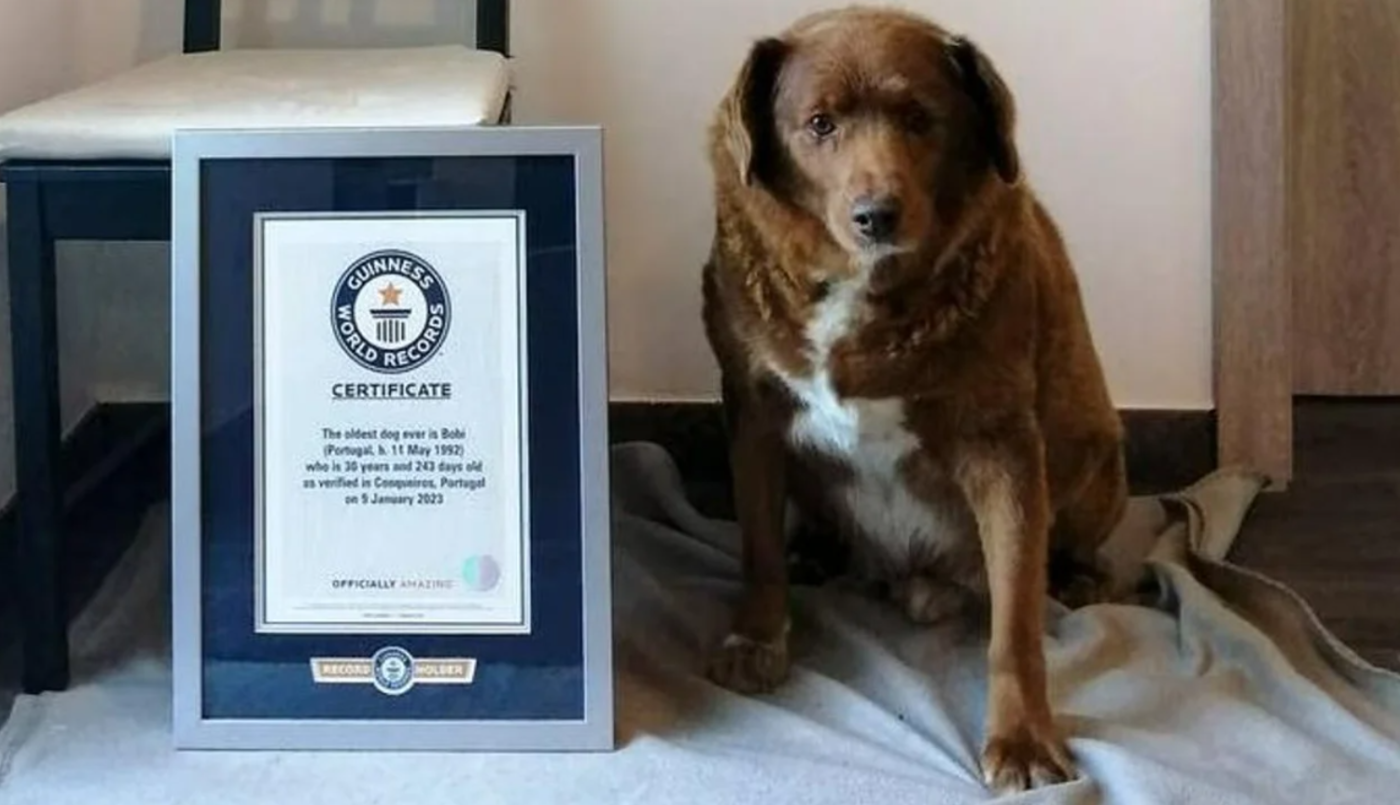 Guinness World Records le suspendió el título al perro más viejo del mundo: abrieron una investigación | Internacionales
