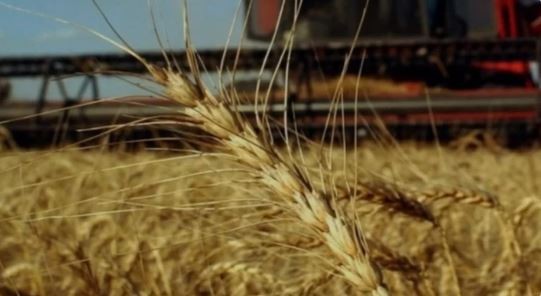Argentina podrá exportar trigo a China por primera vez | Política y economía