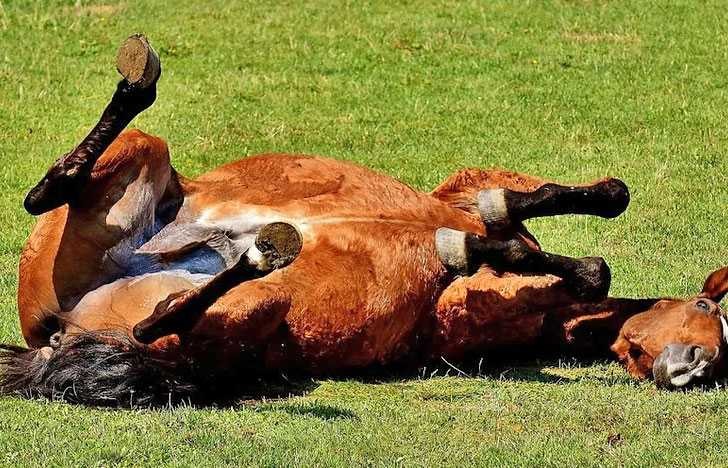 Se reportó el primer caso de encefalitis equina en humanos en Uruguay | Internacionales