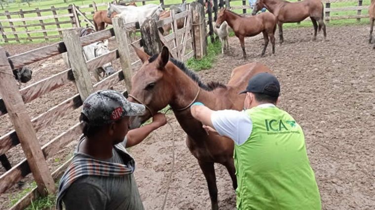 Confirman una muerte por encefalitis equina en la provincia de Córdoba | Córdoba