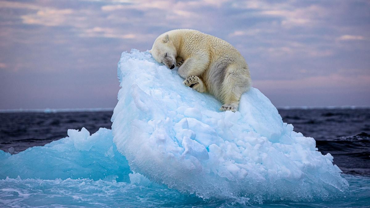 La imagen de un oso polar en un iceberg a la deriva ganó un prestigioso premio de foto | Internacionales