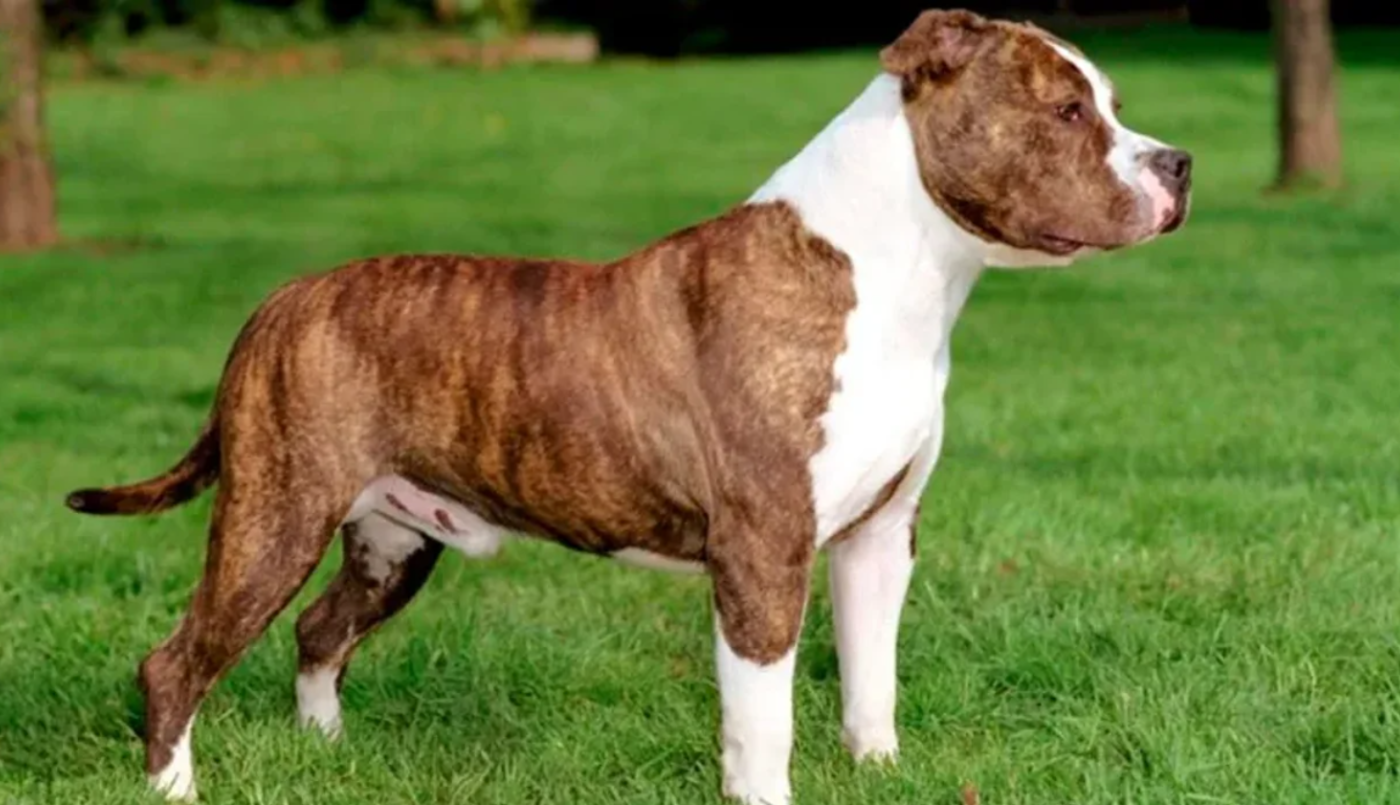 La Justicia le ordenó que retire a sus dos perros del country por temor a nuevos ataques | Actualidad