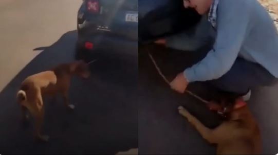 Detienen a un hombre que desde un auto arrastraba con una soga a su perro en Misiones | Actualidad